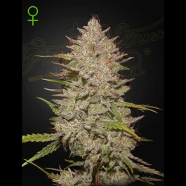 GHCHCA03 - GREEN HOUSE SEED CO. - CHEMICAL CANDY AUTO FEM | 3 SAMEN