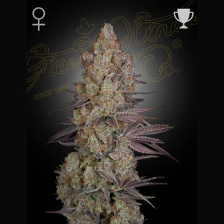 GHEXODF5 - GREEN HOUSE SEED CO. - EXODUS CHEESE FEM | 5 SEEDS