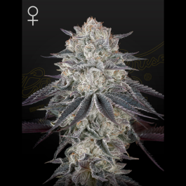 GHFLLGM05 - GREEN HOUSE SEED CO. - FRANCO'S FULLGAS! FEM (Ex FULLGAS!) FEM | 5 SEMI