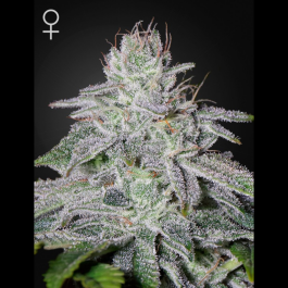 GH05F9020 - GREEN HOUSE SEED CO. - FRANCO'S LEMON CHEESE FEM | 5 SEMI