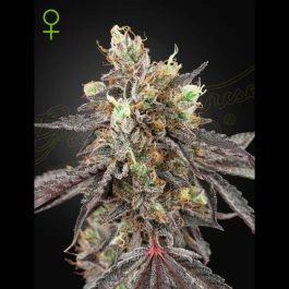 GHG#41XG#41A03 - GREEN HOUSE SEED CO. - ICE CREAM #41 AUTOFLOWERING FEM | 3 SEEDS
