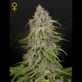 GHSGHA01F - GREEN HOUSE SEED CO. - GH AMNESIA FEM | 1 SEME