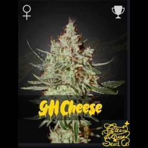 SGFCHEF5 - GREEN HOUSE SEED CO. - GH CHEESE FEM | 5 SEEDS