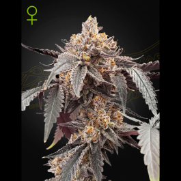GHGXG#41A03 - GREEN HOUSE SEED CO. - GUAVA X GELATO #41 AUTOFLOWERING FEM | 3 SEMI