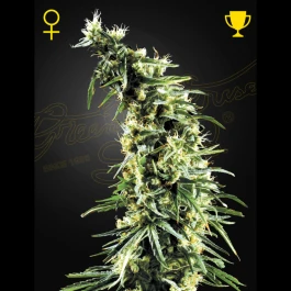 GHHAWS03 - GREEN HOUSE SEED CO. - HAWAIIAN SNOW FEM | 3 GRAINES