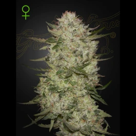 GHHGCLZA03 - GREEN HOUSE SEED CO. - HIGHCLOUDZ AUTO FEM | 3 SAMEN