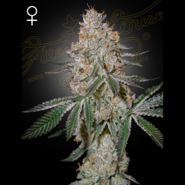GHHCM05 - GREEN HOUSE SEED CO. - HIGHCLOUDZ FEM | 5 SEMI