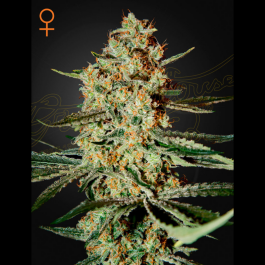 GHHG03 - GREEN HOUSE SEED CO. - HIMALAYA GOLD FEM | 3 SEMI