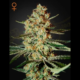GHHG03 - GREEN HOUSE SEED CO. - HIMALAYA GOLD FEM | 3 SEMI