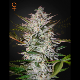 GHHPUNCH03 - GREEN HOUSE SEED CO. - HOLY PUNCH FEM | 3 SEMI