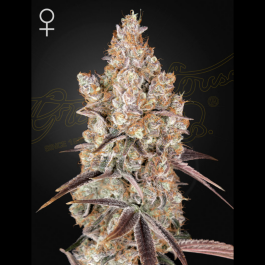 GHHOLYSNW03 - GREEN HOUSE SEED CO. - HOLY SNOW FEM | 3 SEMI