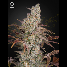 GH8720246571363 - GREEN HOUSE SEED CO. - JACK'S DREAM FEM | 5 SEMI