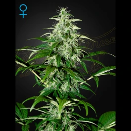 KALAUTOF5-GHS - GREEN HOUSE SEED CO. - KALASHNIKOVA AUTOFLOWERING FEM | 5 SEMI