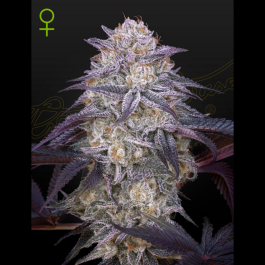 GHSKJA03 - GREEN HOUSE SEED CO. - KING'S JUICE AUTO FEM | 3 SEMI
