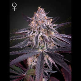 GHKINGJCE05 - GREEN HOUSE SEED CO. - KING'S JUICE FEM | 5 SEEDS