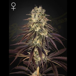 GHSKK3F - GREEN HOUSE SEED CO. - KONG'S KRUSH FEM | 3 GRAINES