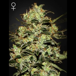SGF001661 - GREEN HOUSE SEED CO. - MOBY DICK FEM | 10 SEMI