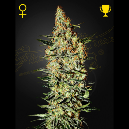 GHNH03 - GREEN HOUSE SEED CO. - NEVILLE'S HAZE FEM | 3 SEMI
