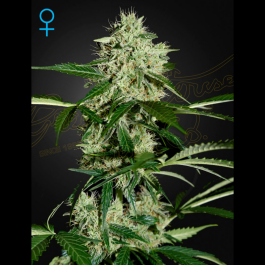 GHNLA5 - GREEN HOUSE SEED CO. - NORTHERN LIGHTS AUTOFLOWERING FEM | 5 SEMI