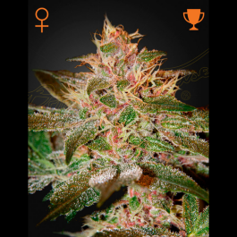 GHPURKF5 - GREEN HOUSE SEED CO. - PURE KUSH FEM | 5 SEMI