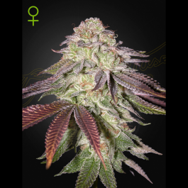 GHSSGA03 - GREEN HOUSE SEED CO. - SUGARLATO AUTO FEM | 3 SEMI