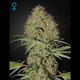 GHSSBAUTO5 - GREEN HOUSE SEED CO. - SUPER BUD AUTOFLOWERING FEM | 5 SEMI