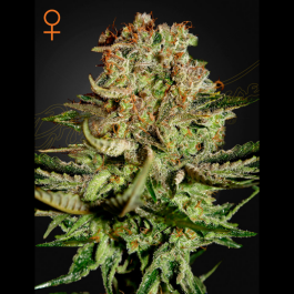 SUBF5 - GREEN HOUSE SEED CO. - SUPER BUD FEM | 5 SEMI