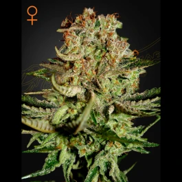 SUBF5 - GREEN HOUSE SEED CO. - SUPER BUD FEM | 5 SEMI