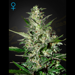 IGHSPA5 - GREEN HOUSE SEED CO. - SUPER CRITICAL AUTOFLOWERING FEM | 5 SEMI