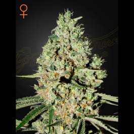 GHSCSUPCRITF5 - GREEN HOUSE SEED CO. - SUPER CRITICAL FEM | 5 SEMI