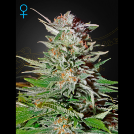 GHSSLHAUTO5 - GREEN HOUSE SEED CO. - SUPER LEMON HAZE AUTOFLOWERING FEM | 5 SEMI