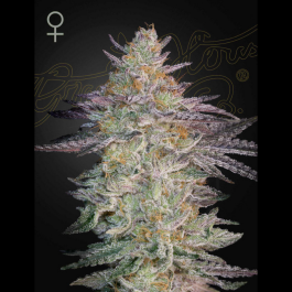 GHSSLGM03F - GREEN HOUSE SEED CO. - SUPER LEMON HAZE X GMO FEM | 3 SEMI