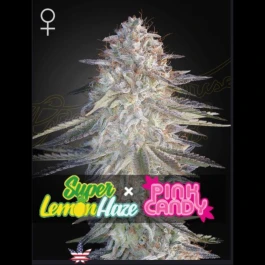 GHSSLHPC03F - GREEN HOUSE SEED CO. - SUPER LEMON HAZE X PINK CANDY FEM | 3 SEMILLAS
