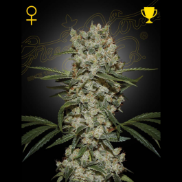GHSSSHF5 - GREEN HOUSE SEED CO. - SUPER SILVER HAZE FEM | 5 SEMI