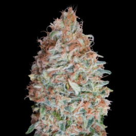 ADVSBC0003 - ADVANCED SEEDS - BANANA COOKIES FEM | 3 SEMI