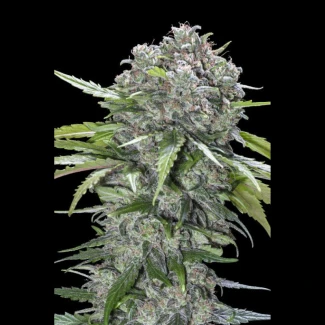 ADVSSBB0003 - ADVANCED SEEDS - SAN BACIO BURGER FEM | 3 SEMILLAS