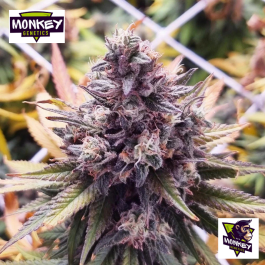 MNKGBBSF0003 - MONKEY GENETICS - BANANA BOOGIE SPLIT FEM | 3 SEMI