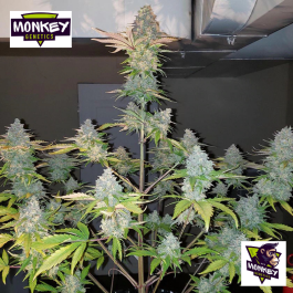 MNKGGZA0003 - MONKEY GENETICS - GORILLA ZKITTLEZ AUTO FEM | 3 SEMI