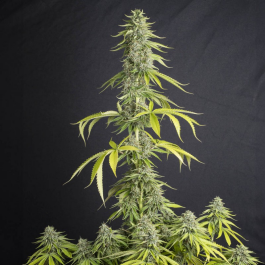 SEVVTF0003 - EVA SEEDS - VIEJO TOBY FEM | 3+1 Free SEMI