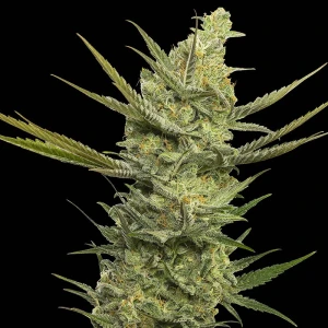SEVGHF0003 - EVA SEEDS - GIPSY HAZE FEM | 3+1 Free SEMI