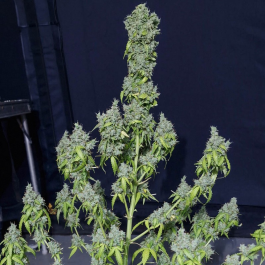SEVMTAF0003 - EVA SEEDS - MAGIC TREE AUTO FEM | 3+1 Free SEMI