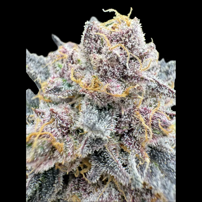 FBS003F42047 - FAST BUDS - CHERRY COLA AUTO RF3 FEM | 3 SEMI