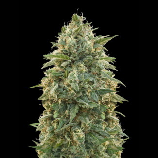ADVSAMN0003 - ADVANCED SEEDS - AMNESIA FEM | 3 SEMI