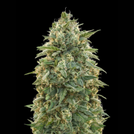 ADVSAMN0003 - ADVANCED SEEDS - AMNESIA FEM | 3 SEMI