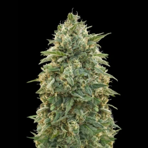 ADVSAMN0003 - ADVANCED SEEDS - AMNESIA FEM | 3 SEMILLAS