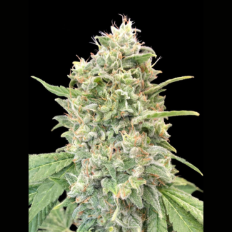 ADVSSB0003 - ADVANCED SEEDS - STRAWBERRY BANANA FEM | 3 SEMI