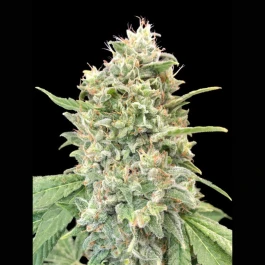 ADVSSB0003 - ADVANCED SEEDS - STRAWBERRY BANANA FEM | 3 SEMI