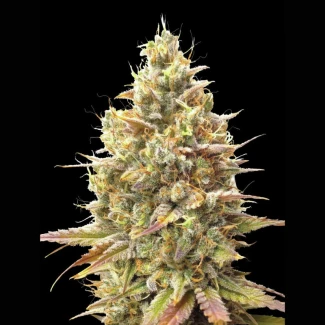 ADVSSBA0003 - ADVANCED SEEDS - AUTO STRAWBERRY BANANA FEM | 3 SEMILLAS