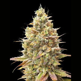 ADVSSBA0003 - ADVANCED SEEDS - AUTO STRAWBERRY BANANA FEM | 3 SEMI