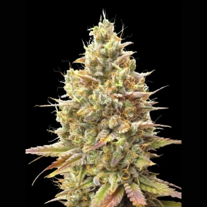 ADVSSBA0003 - ADVANCED SEEDS - AUTO STRAWBERRY BANANA FEM | 3 SEMILLAS